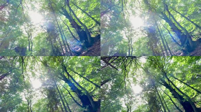 阳光透过树枝和树叶在晴朗的夏日在斯洛伐克深山森林里闪烁。广角对角线树干4K视频拍摄。背景素材，自然，