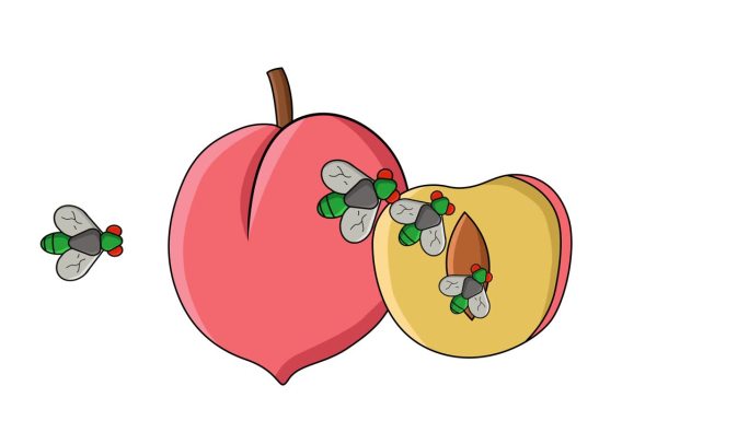 桃子被苍蝇攻击的动画