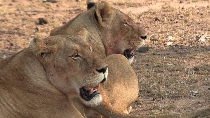 两只母狮在非洲烈日下喘着粗气。特写镜头。
