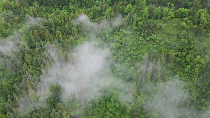 王朗国家级自然保护区 四川绵阳平武县