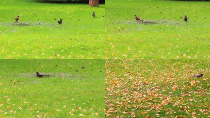 秋天落叶草地上嬉戏玩耍的小鸟