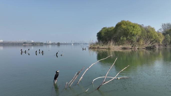航拍襄阳汉江湿地公园候鸟鸬鹚城市自然风光
