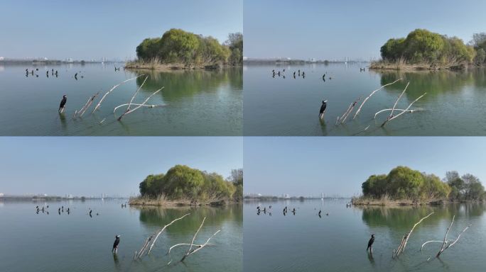 航拍襄阳汉江湿地公园候鸟鸬鹚城市自然风光