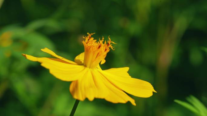 小花野花春天