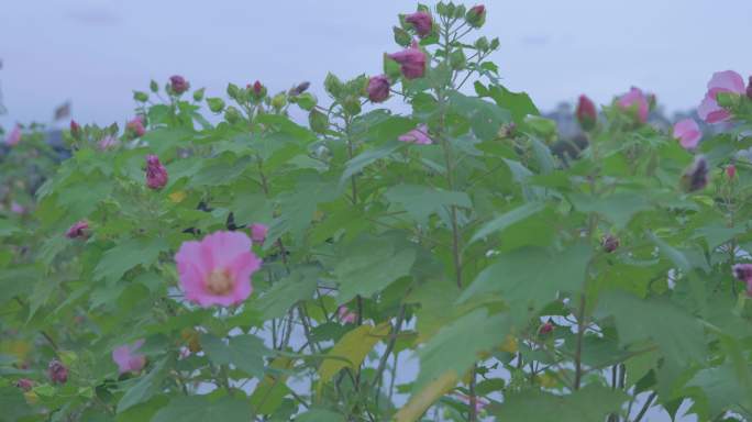 木芙蓉花朵花瓣花蕊8K