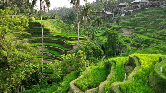 原创 印尼巴厘岛德格拉朗梯田航拍自然景观