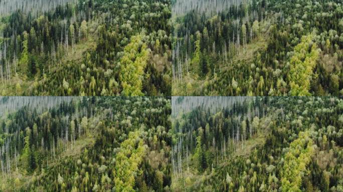 俯瞰群山，群山上覆盖着绿色针叶林，枯死的树木因虫害而受损