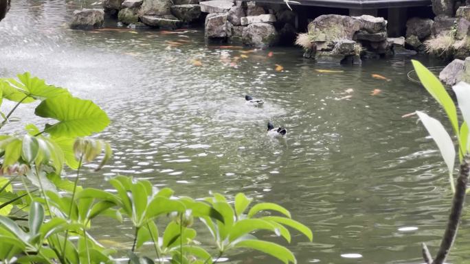 顺德清晖园公园池塘锦鲤鲤鱼游风景绿头鸭