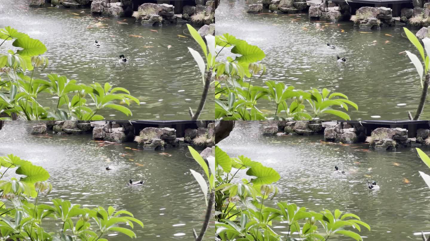 顺德清晖园公园池塘锦鲤鲤鱼游风景绿头鸭