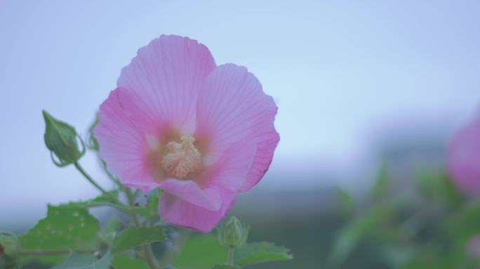 木芙蓉花朵花瓣花蕊8K