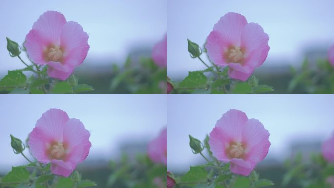 木芙蓉花朵花瓣花蕊8K