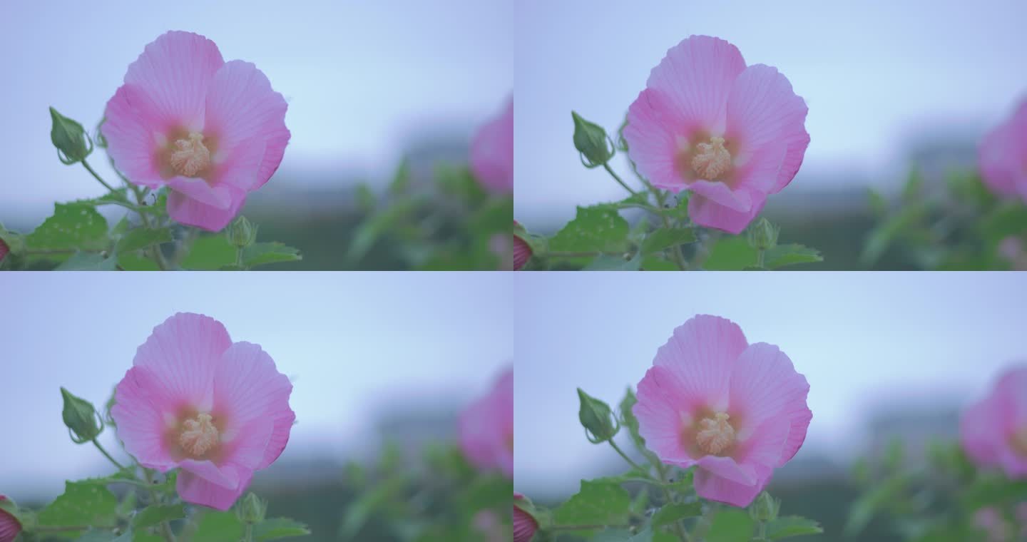 木芙蓉花朵花瓣花蕊8K