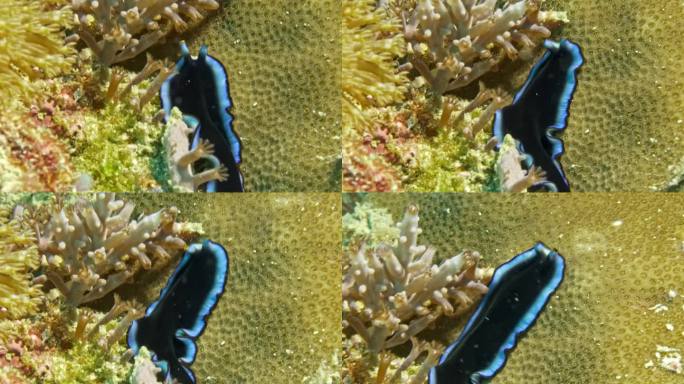 令人着迷的黑色和电蓝色扁虫在硬珊瑚上爬行。
