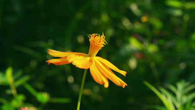 蜜蜂采蜜