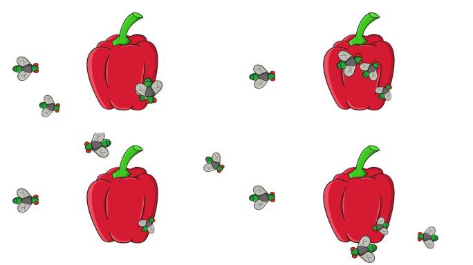 辣椒被苍蝇攻击的动画