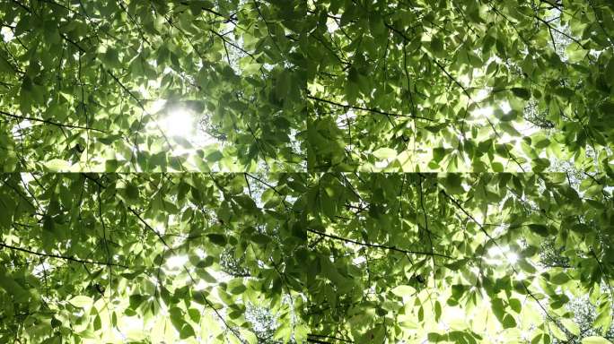 夏天阳光穿透树叶