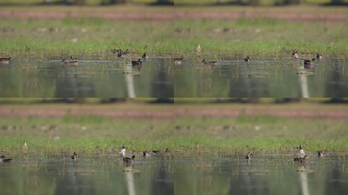 一群在湿地觅食的鸭子