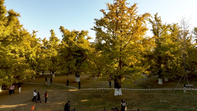 4K航拍银杏树林秋季风景