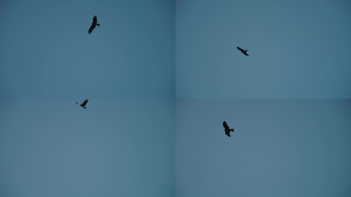 蓝天飞翔的老鹰