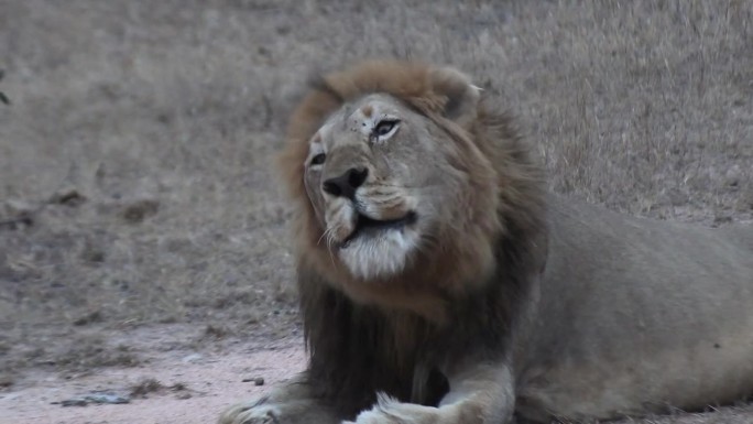 克鲁格狩猎公园非洲地形雄狮的有力吼声