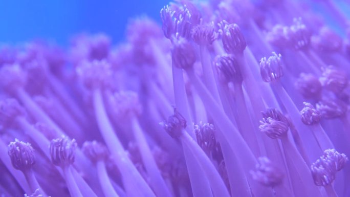 珊瑚馆 活体珊瑚