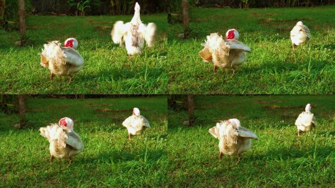 在一个阳光明媚的日子里，家养的白番鸭在公园里展翅
