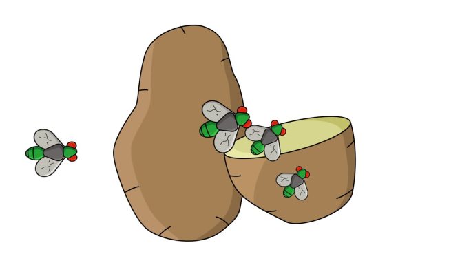 土豆被苍蝇攻击的动画