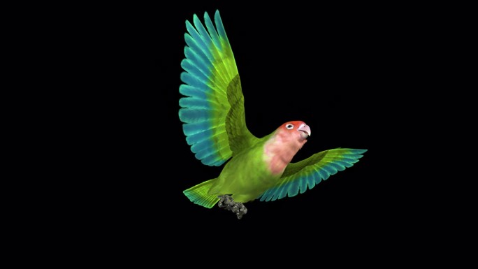 爱情鸟-玫瑰色面绿-飞行环-下角侧面视图CU