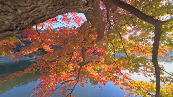 秋天枫树林 红色枫叶 庐山枫叶 森林树林