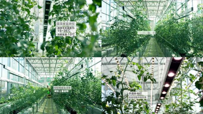 智能科技温室番茄种植_AE工程