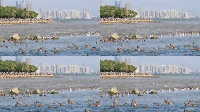 深圳湾公园海鸥