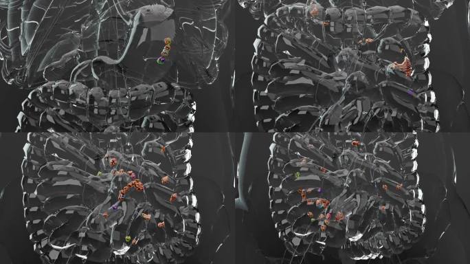 人体胃解剖消化，肠的概念，从口到肠，通便，便秘的治疗，食道，食物的吞咽和消化，3D阅读