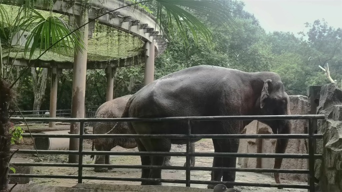 动物园大象