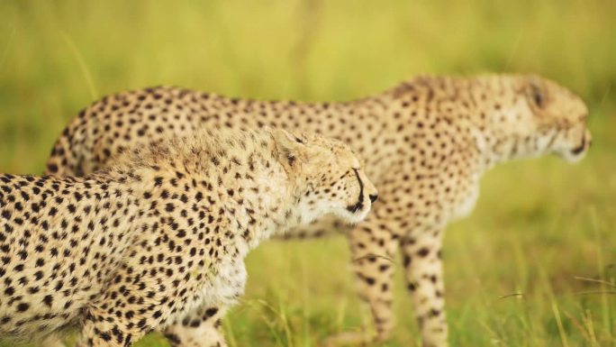 年轻猎豹肩并肩行走在茂盛的草地上的慢动作镜头马赛马拉北部保护区的风景，马赛马拉国家保护区的非洲野生动