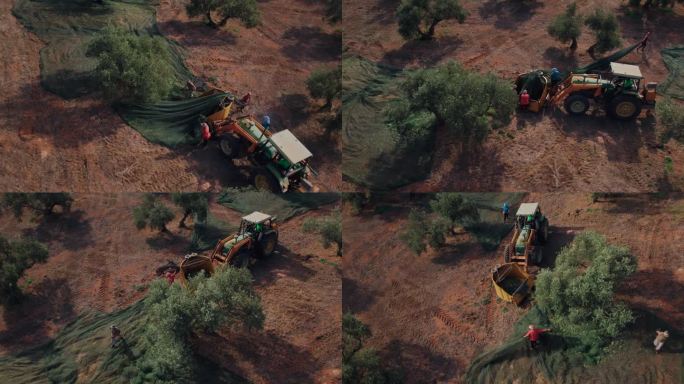 无人机拍摄的农业，橄榄树农场