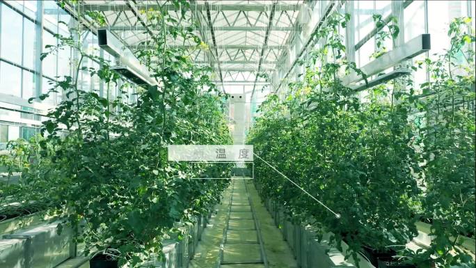 智能科技温室番茄种植