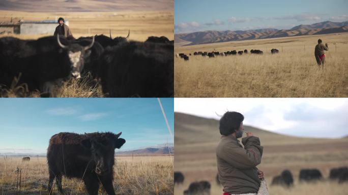 冬季牦牛放牧