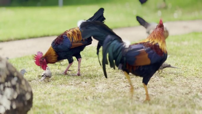 电影特写镜头拍摄了考艾岛臭名昭著的野鸡群在夏威夷戳来戳去。30fps的4K HDR
