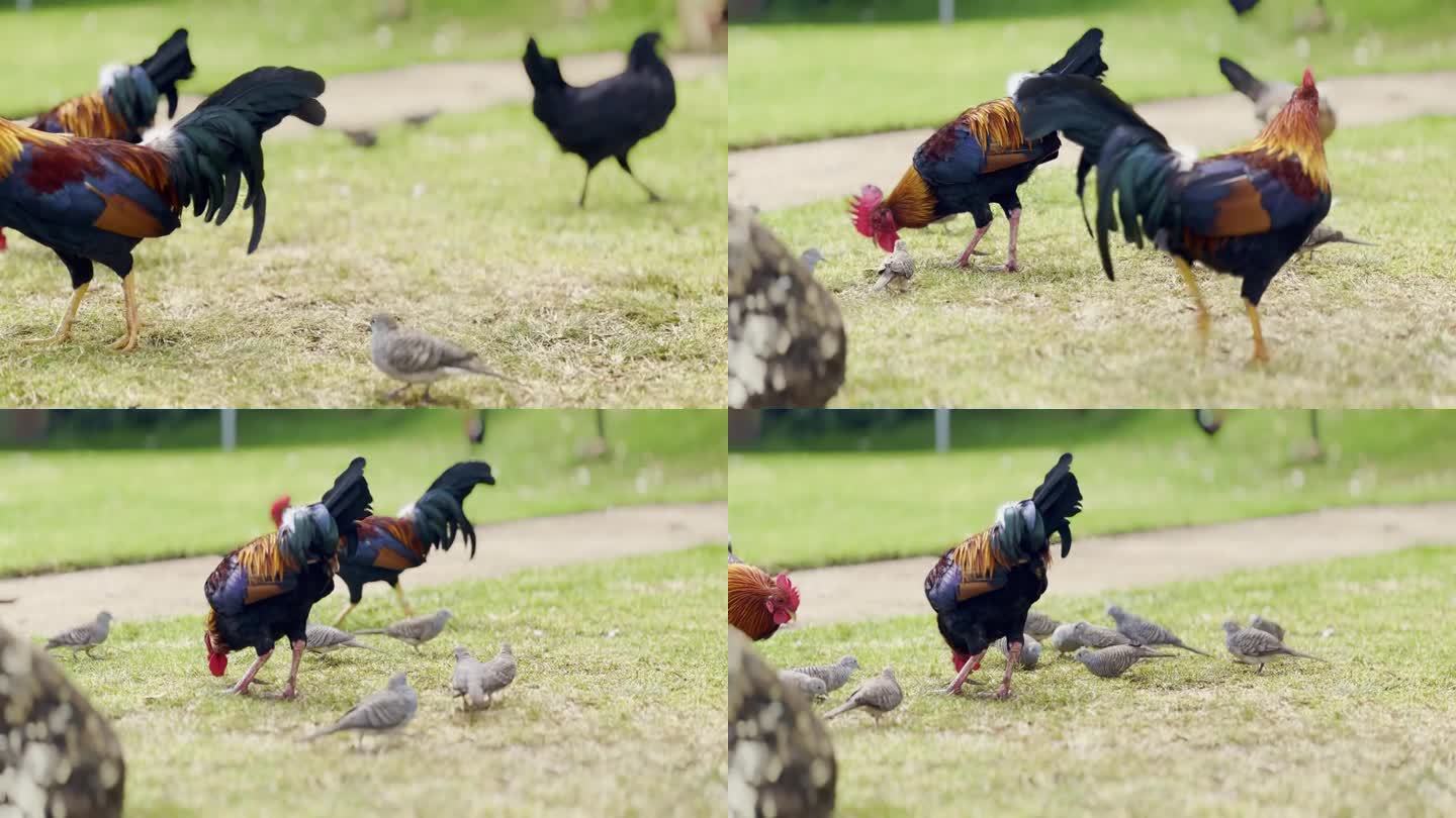 电影特写镜头拍摄了考艾岛臭名昭著的野鸡群在夏威夷戳来戳去。30fps的4K HDR