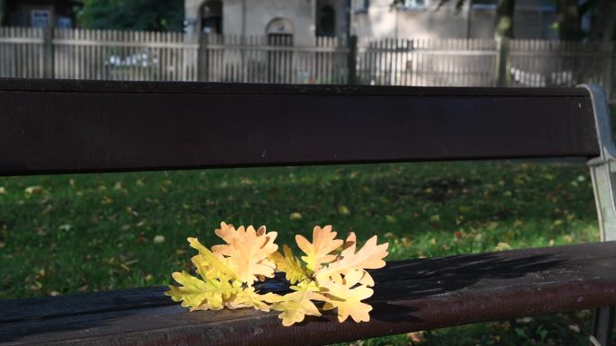 橡树枝干与秋叶的特写，可见秋日美丽的自然纹路和纹理