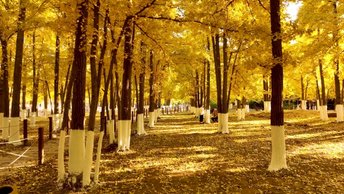 4K航拍银杏树林秋季风景