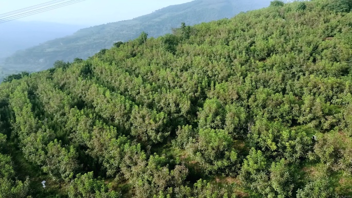 山坡上的果树林