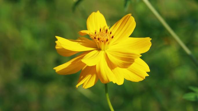 小花野花春天