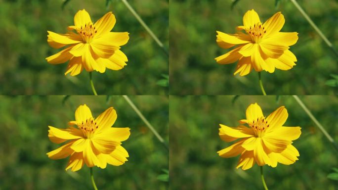 小花野花春天