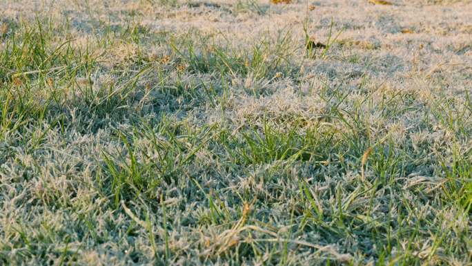 结霜的草地