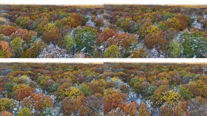 向前推进在郁郁葱葱的秋天色彩和新鲜的雪覆盖。