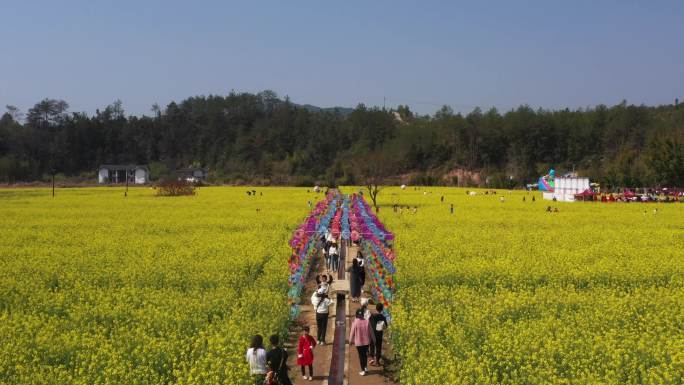 航拍油菜花新农村旅游美丽乡村油菜花节