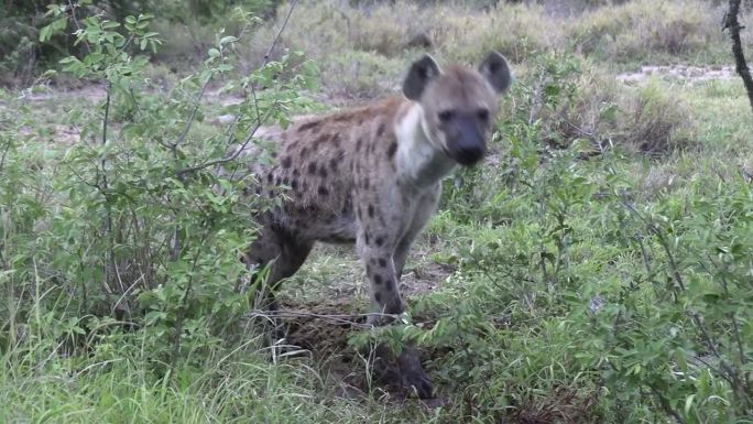 非洲野生动物公园鬣狗围猎狮子尸体的特写