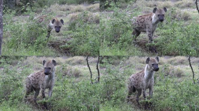 非洲野生动物公园鬣狗围猎狮子尸体的特写