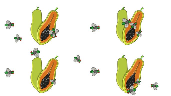 木瓜果实被苍蝇攻击的动画
